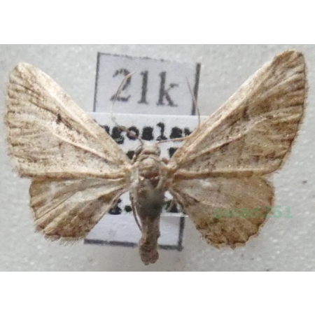 Eupithecia ericeata (Rambur, 1833) Croatia21k